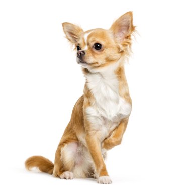 Chihuahua, 9 ay yaşlı, önünde oturan arka plan beyaz.