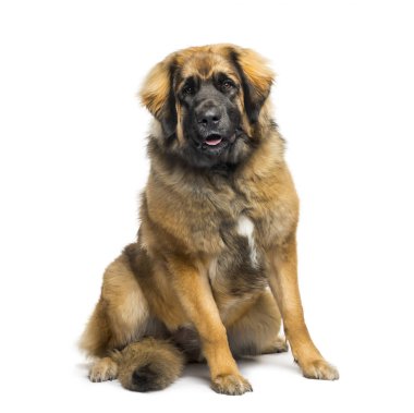 Beyaz arka plan oturan karışık-breed köpek