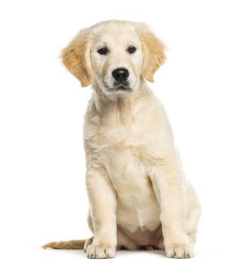 Golden Retriever, 3 ay yaşlı, önünde oturan backgr beyaz.