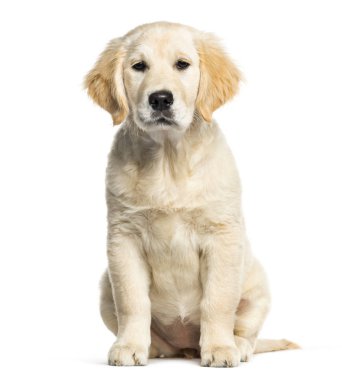 Golden Retriever, 3 ay yaşlı, önünde oturan backgr beyaz.