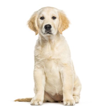 Golden Retriever, 3 ay yaşlı, önünde oturan backgr beyaz.