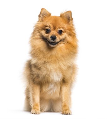 Alman Spitz beyaz arka plan önünde oturan Klein