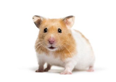Beyaz arka plan önünde altın Hamster