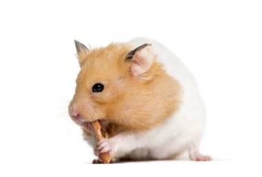 Beyaz arka plan önünde yeme altın Hamster
