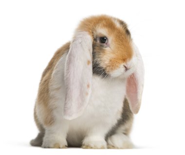 French Lop rabbit in front of white background clipart