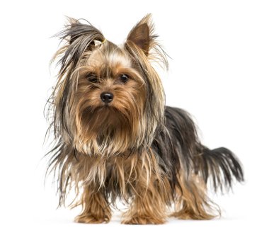 Beyaz arka plan önünde Yorkshire korkunç