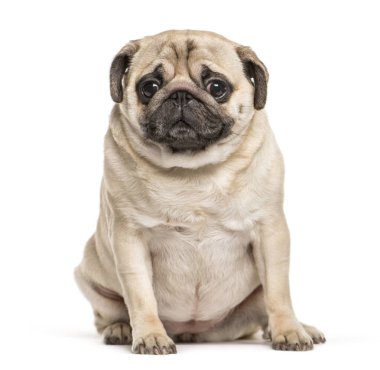 Beyaz arka plan önünde oturan pug