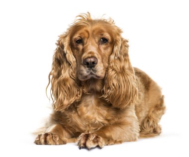 İngiliz Cocker Spaniel beyaz arka plan önünde yalan