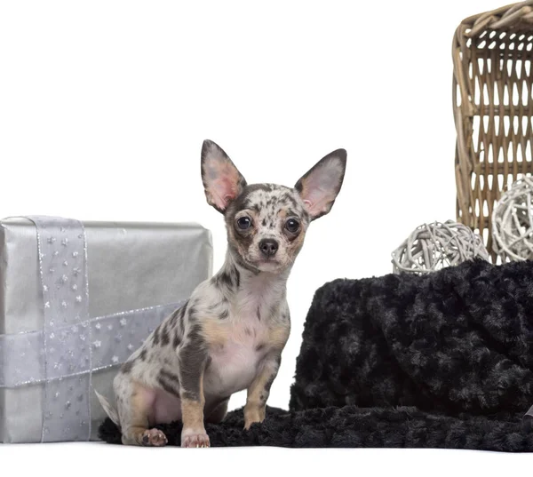 Chihuahua, 3 maanden oud, zitten in de voorkant van witte achtergrond — Stockfoto