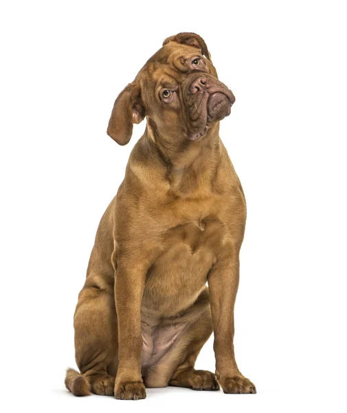 Dogue de Bordeaux sitting in front of white background — Stock Photo, Image