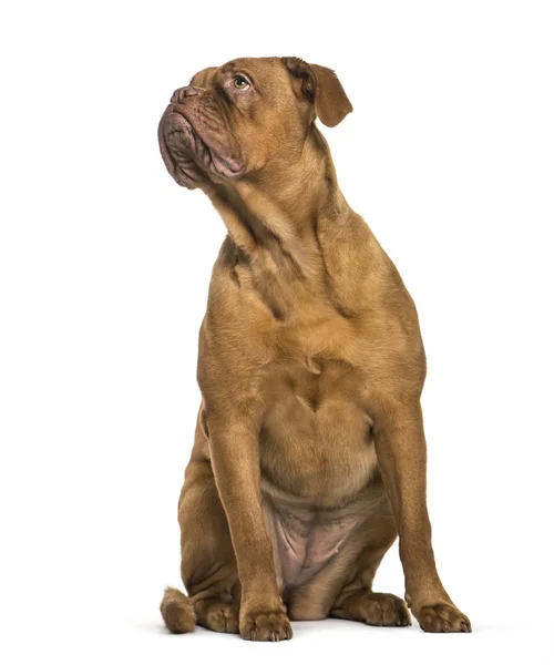 Dogue de Bordeaux beyaz arka plan önünde oturan — Stok fotoğraf