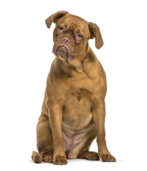 Dogue de Bordeaux sitting in front of white background — Stock Photo, Image