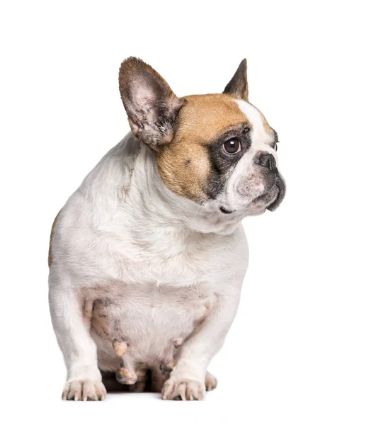 Bulldog francés con cáncer de mama sentado frente a la espalda blanca — Foto de Stock