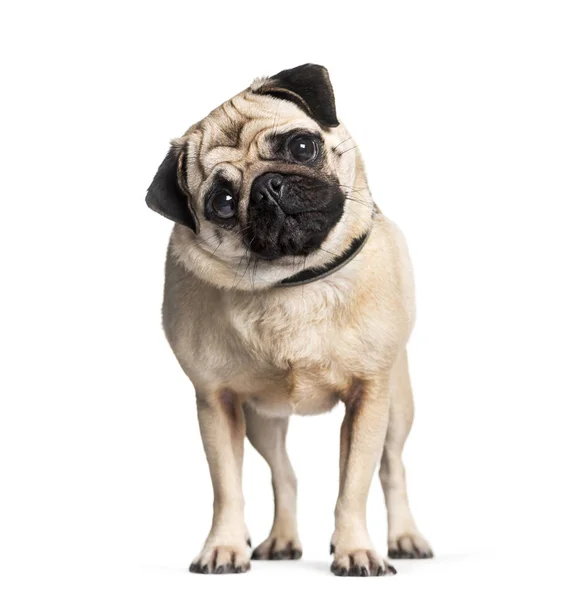 Pug in front of white background — Stock Photo, Image