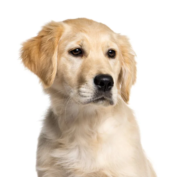 Golden Retriever, 4 mesi, davanti allo sfondo bianco — Foto Stock