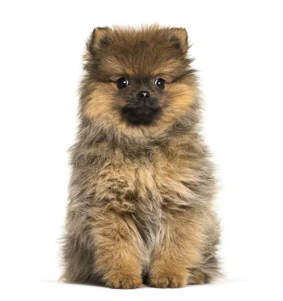 Pomeranian, 3 měsíce starý, sedí v přední části bílé pozadí — Stock fotografie
