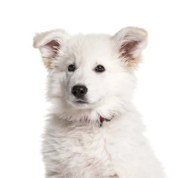 Berger Blanc Suisse, 5 months old, in front of white background — Stock Photo, Image