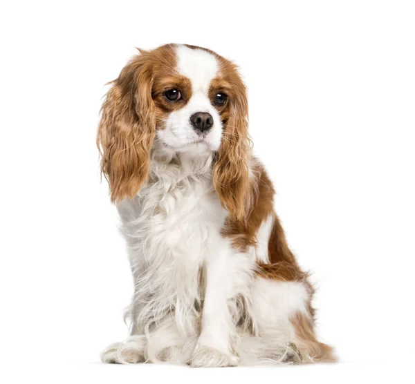 Cavaleiro Rei Charles Spaniel sentado na frente do backgrou branco — Fotografia de Stock