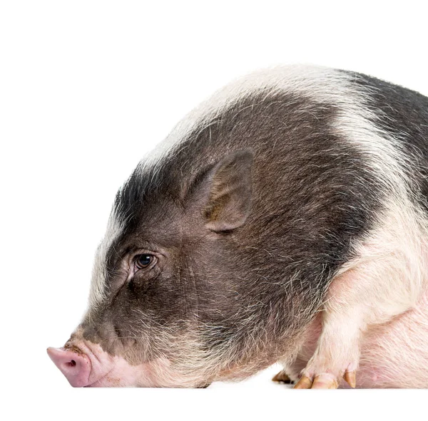 Cerdo doméstico, 6 meses de edad, acostado frente a fondo blanco —  Fotos de Stock