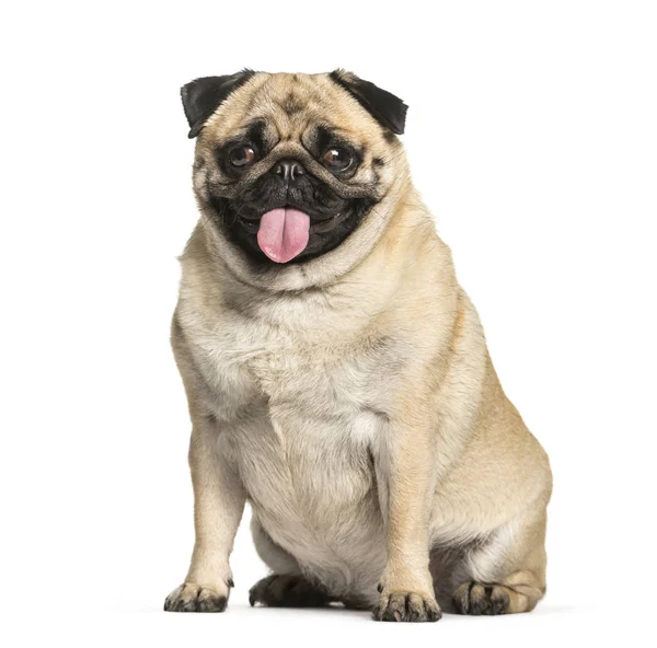 Pug sitting in front of white background — Stock Photo, Image