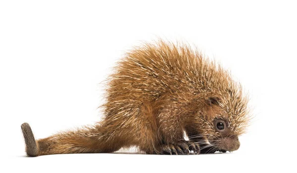 Pup prehensile-tailed porcupine, Coendou prehensilis, isolated, — Stock Photo, Image