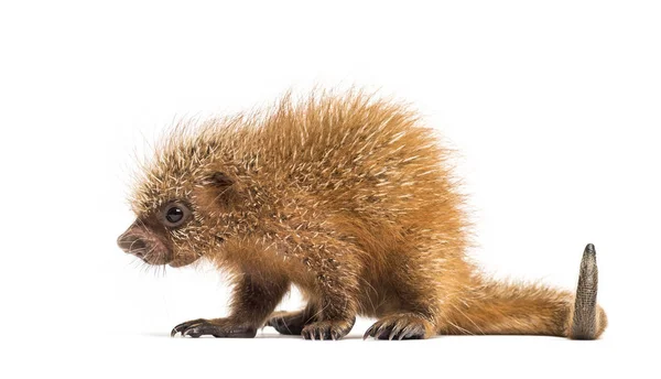 Pup prehensile-tailed porcupine, Coendou prehensilis, isolated, — Stock Photo, Image