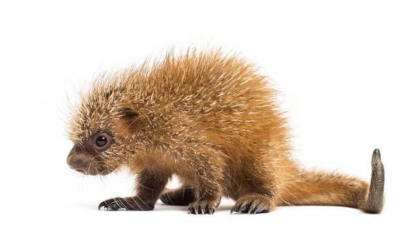 PUP chwytne tailed porcupine, Coendou prehensilis, na białym tle, — Zdjęcie stockowe