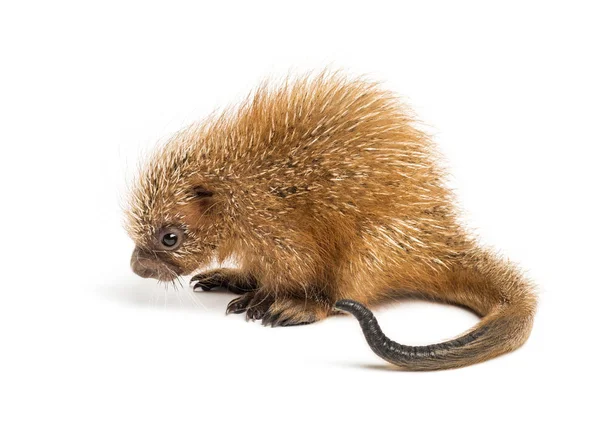 Pup prehensile-tailed porcupine, Coendou prehensilis, isolated, — Stock Photo, Image