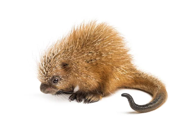 PUP chwytne tailed porcupine, Coendou prehensilis, na białym tle, — Zdjęcie stockowe