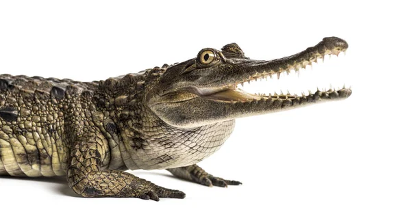 Западноафриканский узкорылый крокодил, 3 года, изолирован — стоковое фото