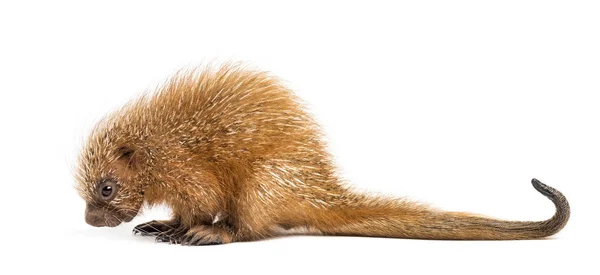 Welpen-Stachelschwanzstachelschwein, Coendou prehensilis, isoliert, — Stockfoto