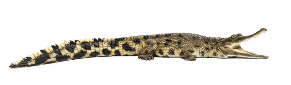 Västafrikanska slanka-snouted krokodil, 3 år gammal, isolerade — Stockfoto