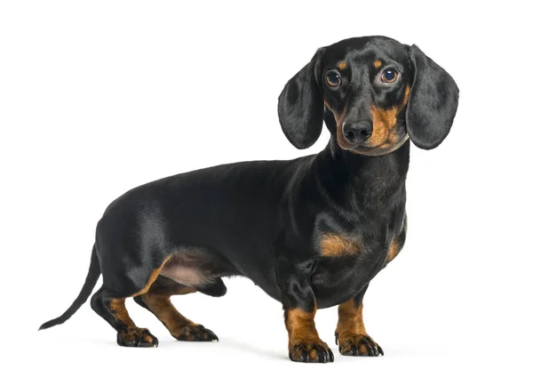 Dachshund, Salsicha cão na frente de fundo branco — Fotografia de Stock