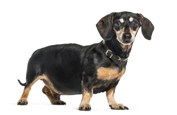 Dachshund, Chien de saucisse devant fond blanc — Photo