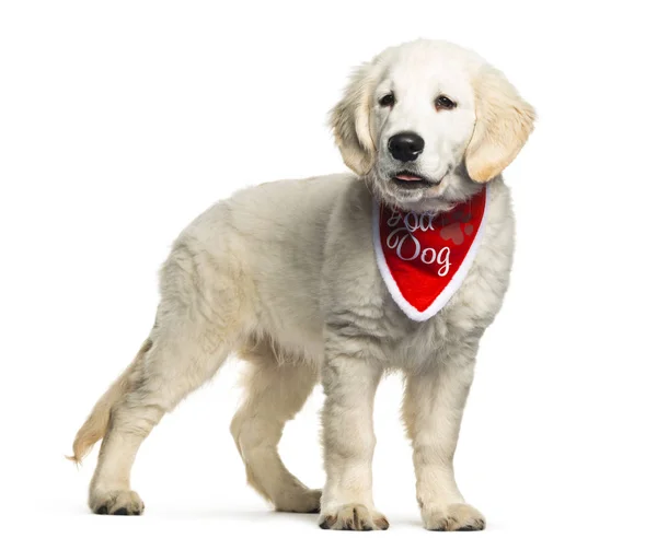 Golden retriever na frente do fundo branco — Fotografia de Stock