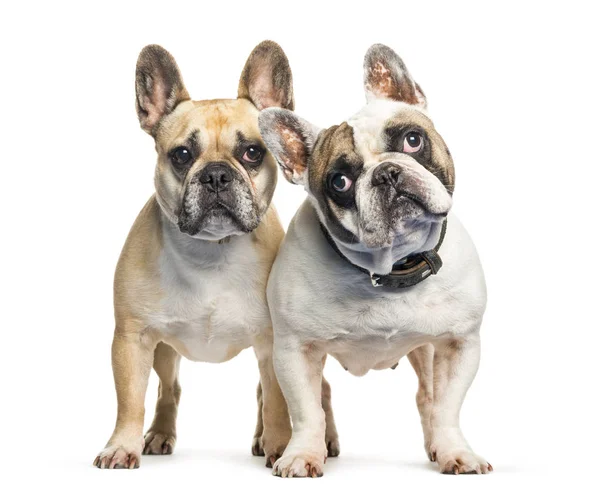 French Bulldog in front of white background — Stock Photo, Image