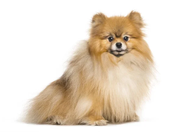 Spitz dog sitting in front of white background — Stock Photo, Image