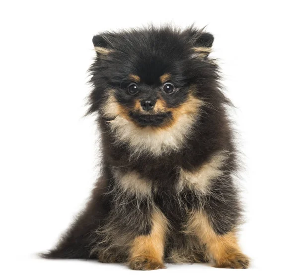 Spitz dog, 5 months old, sitting in front of white background — Stock Photo, Image