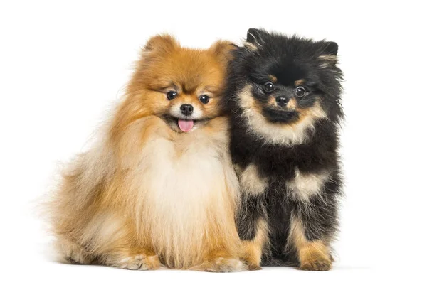 Spitz dog, 3 years old and 5 months old, sitting in front of whi — Stock Photo, Image