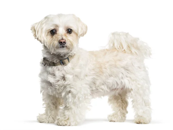 흰색 배경 앞 몰타어 강아지 — 스톡 사진