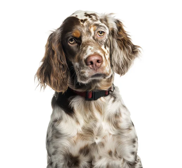 English Setter, 6 months old, in front of white background — Stock Photo, Image