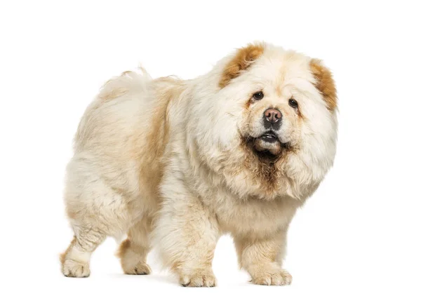 Beyaz arka plan önünde karışık-breed köpek — Stok fotoğraf