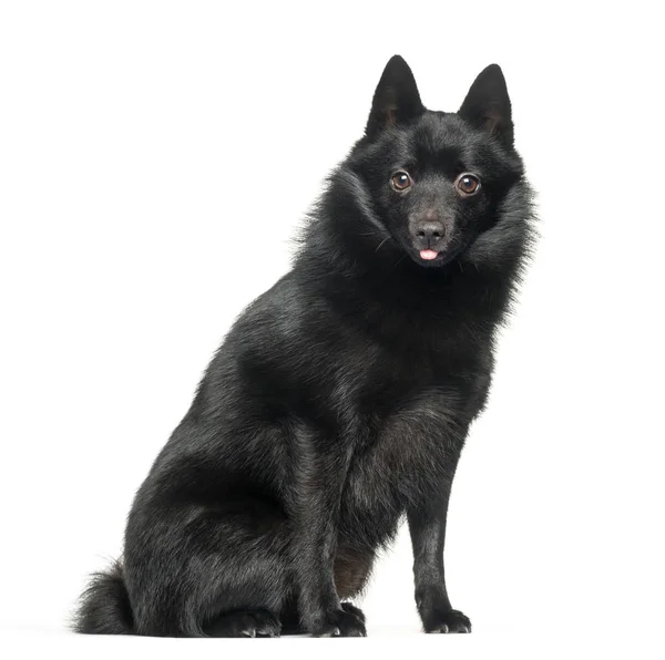 Mixed-breed dog sitting in front of white background — Stock Photo, Image
