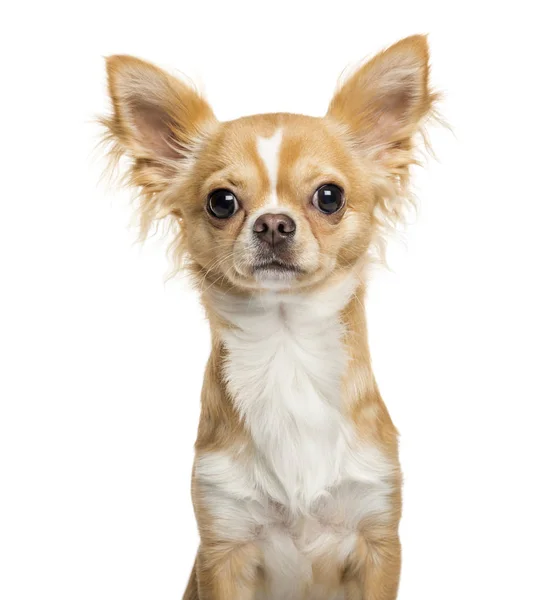 Chihuahua, 9 maanden oud, voor witte achtergrond — Stockfoto