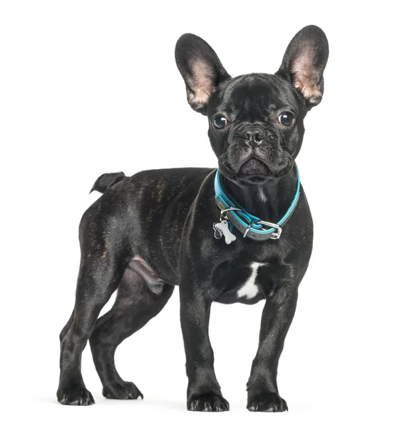 French bulldog, 5 months old, in front of white background — Stock Photo, Image
