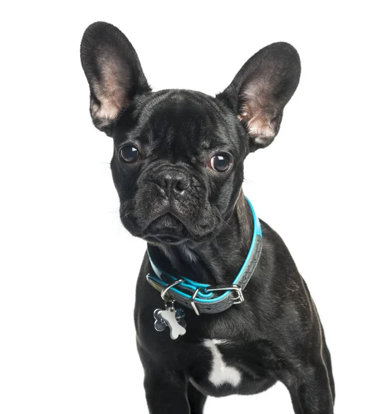 French bulldog, 5 months old, in front of white background — Stock Photo, Image