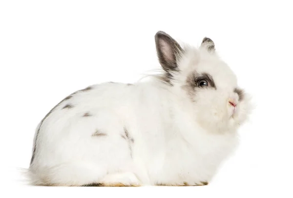 Lapin devant fond blanc — Photo