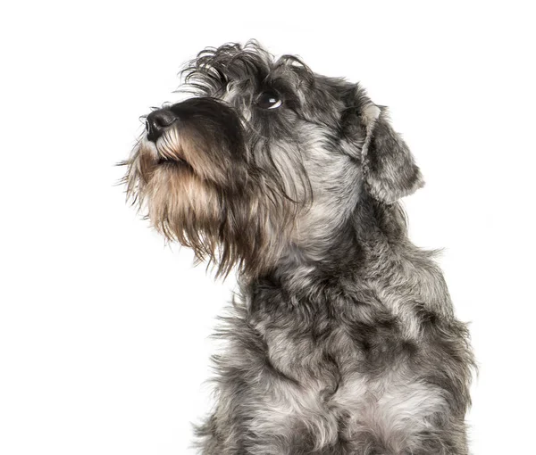 Schnauzer em miniatura na frente do fundo branco — Fotografia de Stock