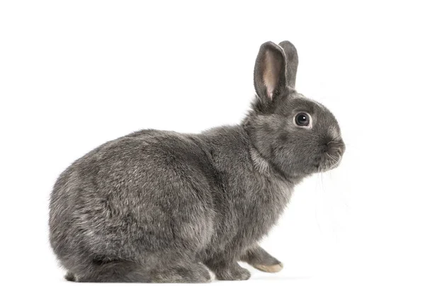 Dwergkonijn voor witte achtergrond — Stockfoto