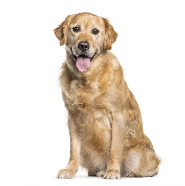 Golden Retriever sentado na frente do fundo branco — Fotografia de Stock